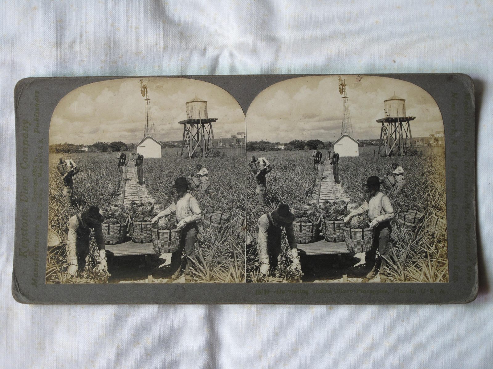 Historical pineapple plantation in St. Lucie County Florida Indian River region