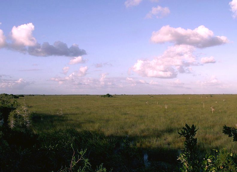 Savannas Preserve State Park St. Lucie County Florida freshwater marsh